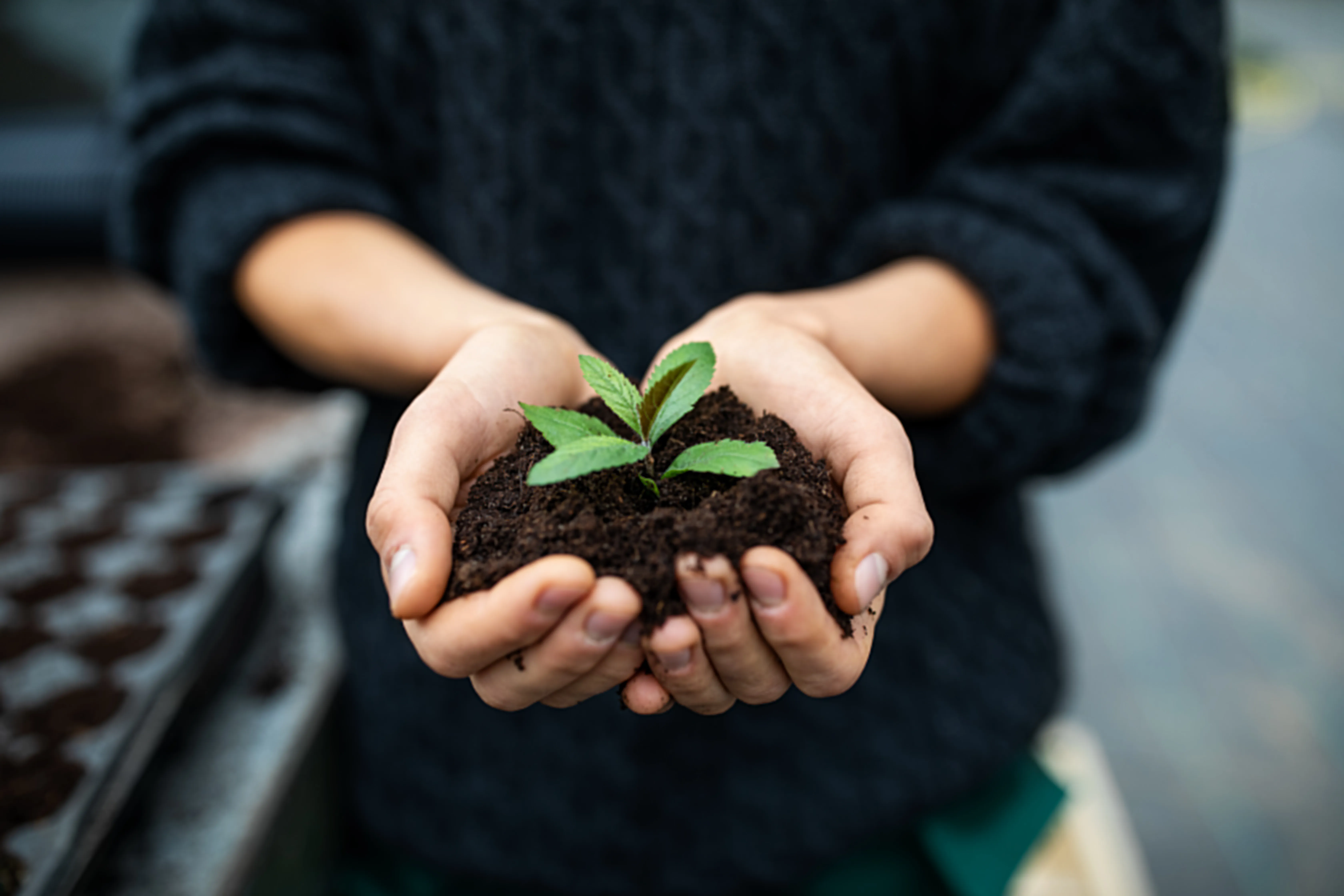Cropped shot of a female gardener holding a sapling with soil. Close-up of gardener's hands with a young plant at garden center.